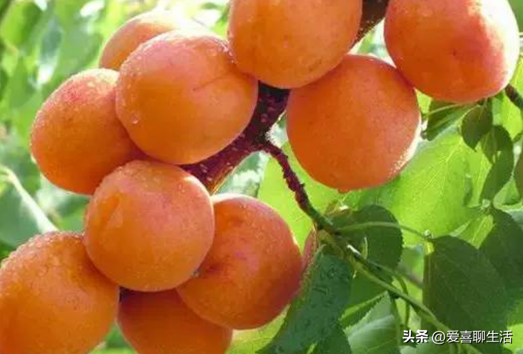 吃什么水果能补维硒元素