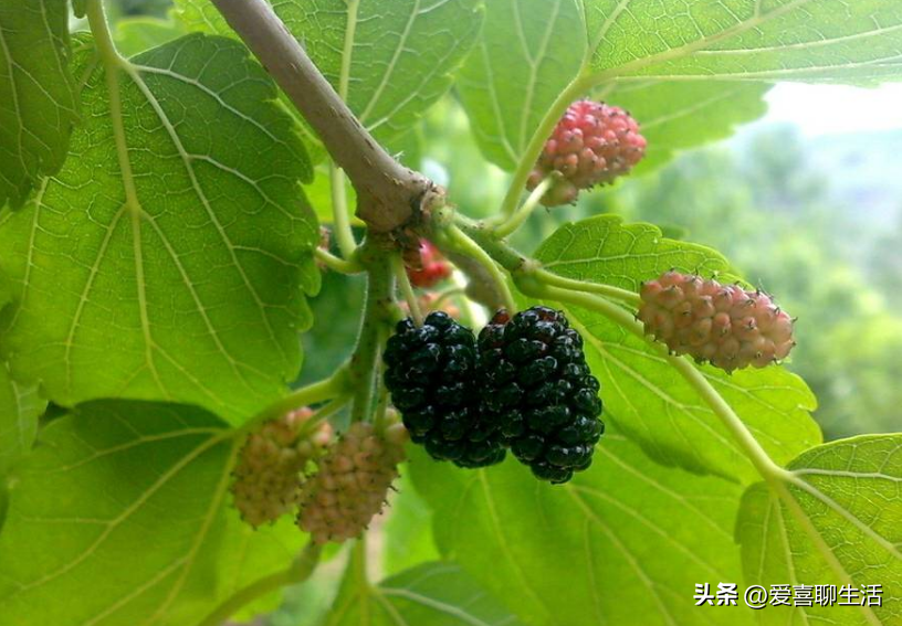 吃什么水果能补维硒元素