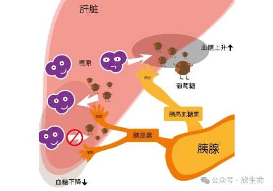 硒需要补多久调节内分泌