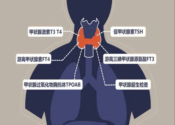 桥本氏甲减需要补哪种硒