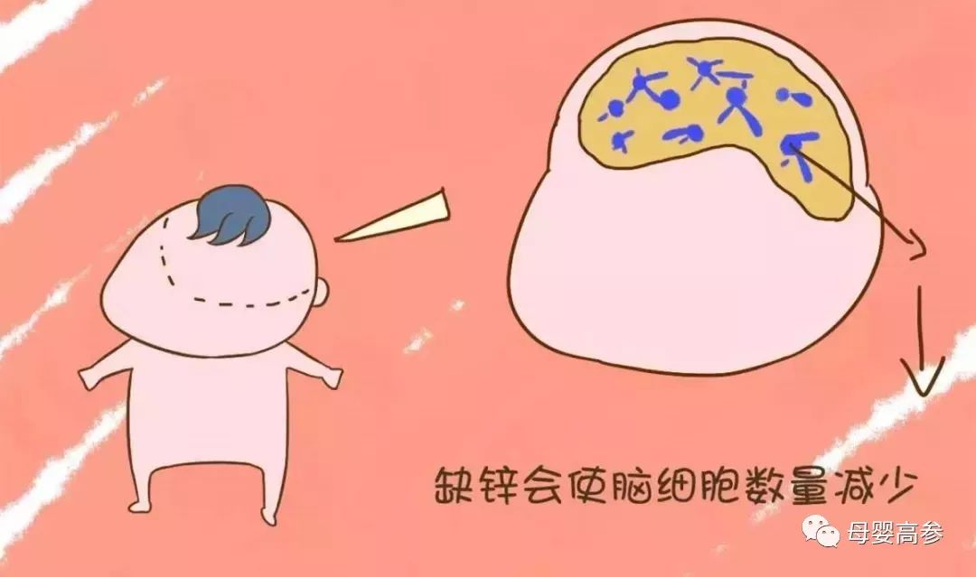 蛋白锌硒  是补什么的