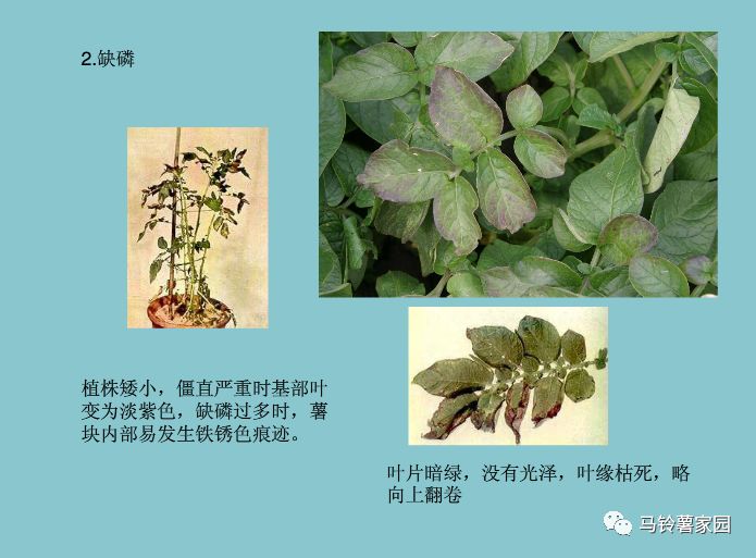 缺锌缺铁缺钙缺硒怎么补