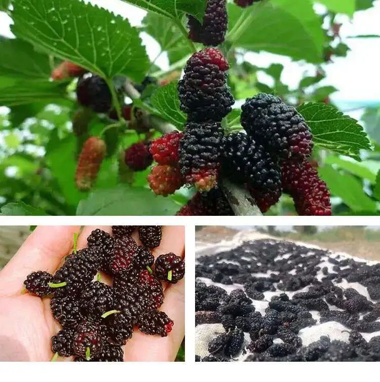 补硒后精神好了吗吃什么