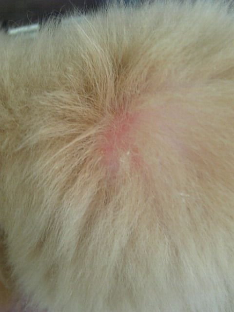 犬补硒可以预防皮肤病吗
