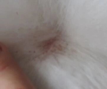 犬补硒可以预防皮肤病吗