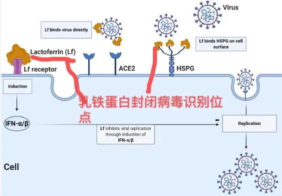 硒补剂分为哪几种类型的