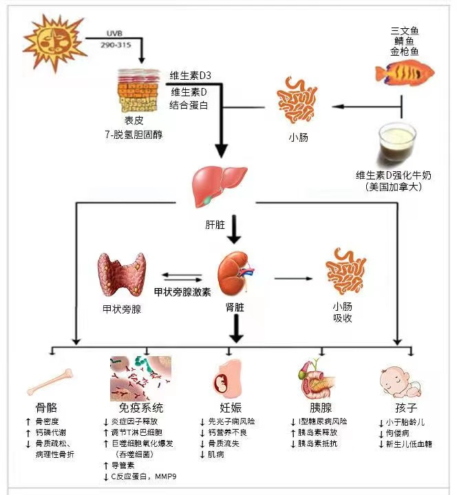 硒补剂分为哪几种类型的