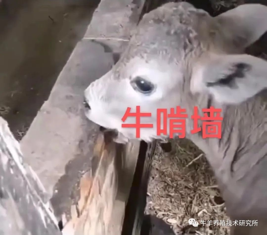 羊缺镁铜硒可以一起补吗