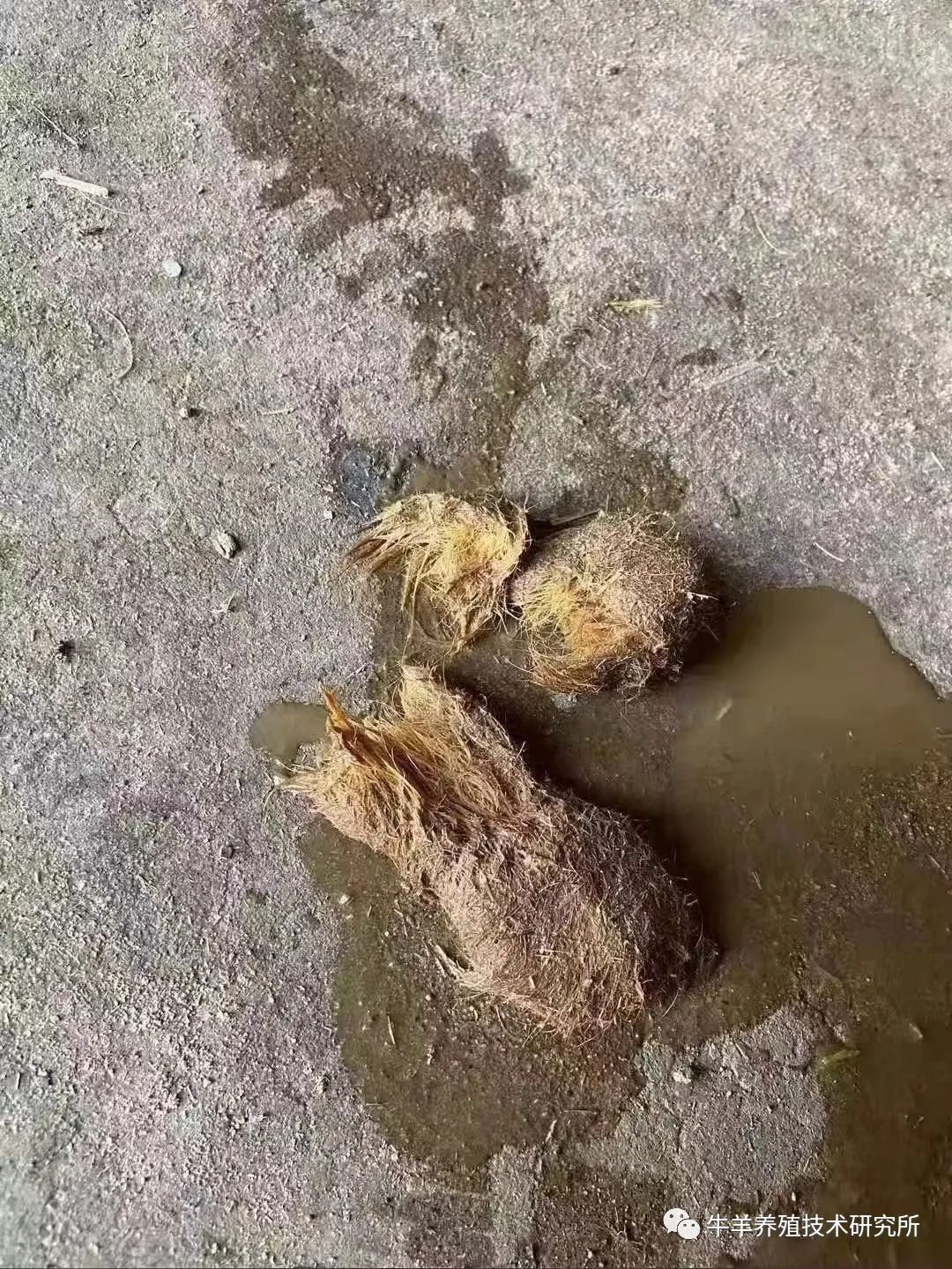 羊缺镁铜硒可以一起补吗