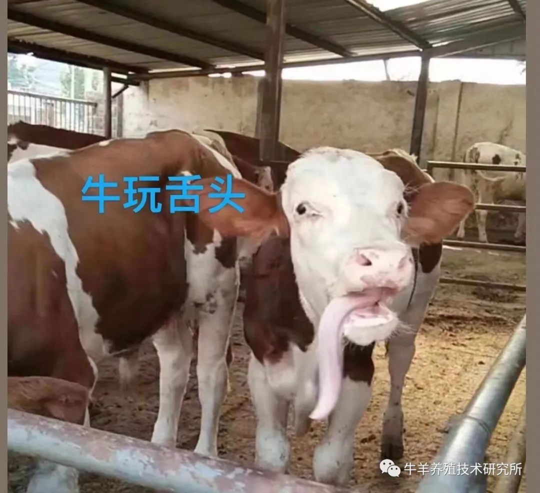 羊缺镁铜硒可以一起补吗
