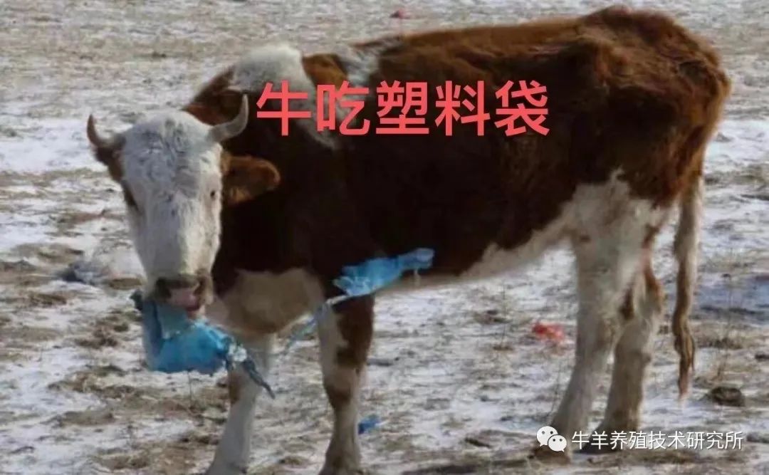 羊缺镁铜硒可以一起补吗