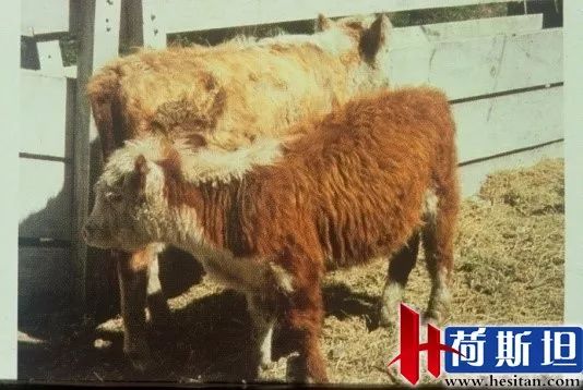羊缺镁铜硒可以一起补吗