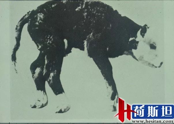 羊缺镁铜硒可以一起补吗