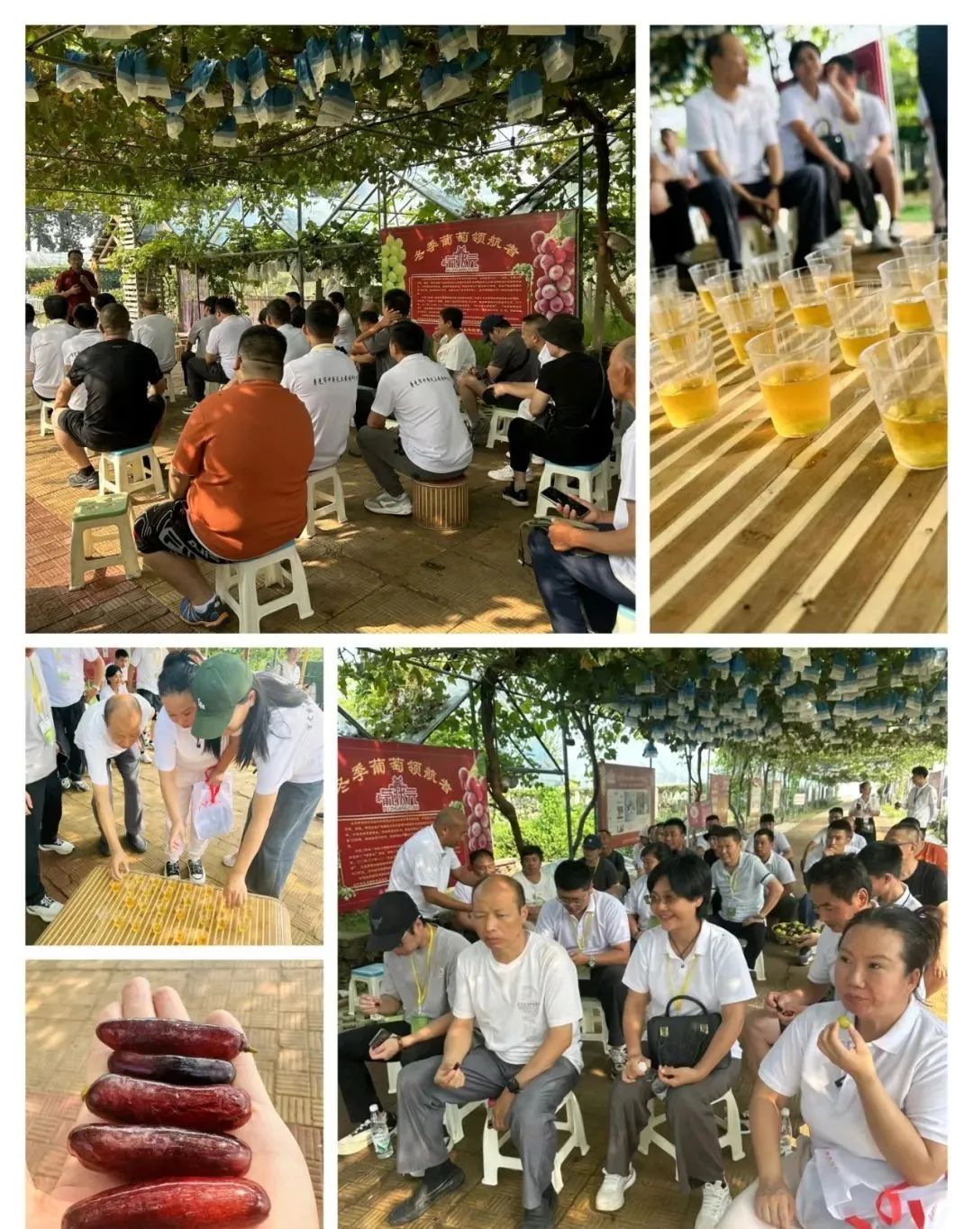 富硒农产品种植技术要点