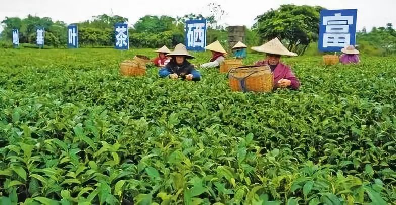 富硒粮食农产品优势分析