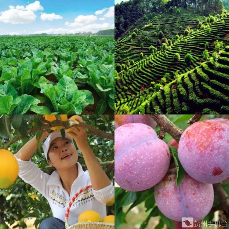 广西富硒农产品认证程序