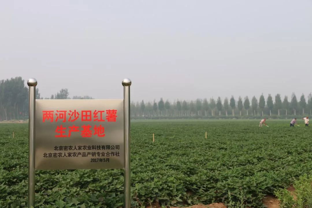 创新创业关于富硒农产品