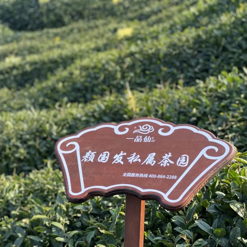 贵州省凤冈县富硒茶产品