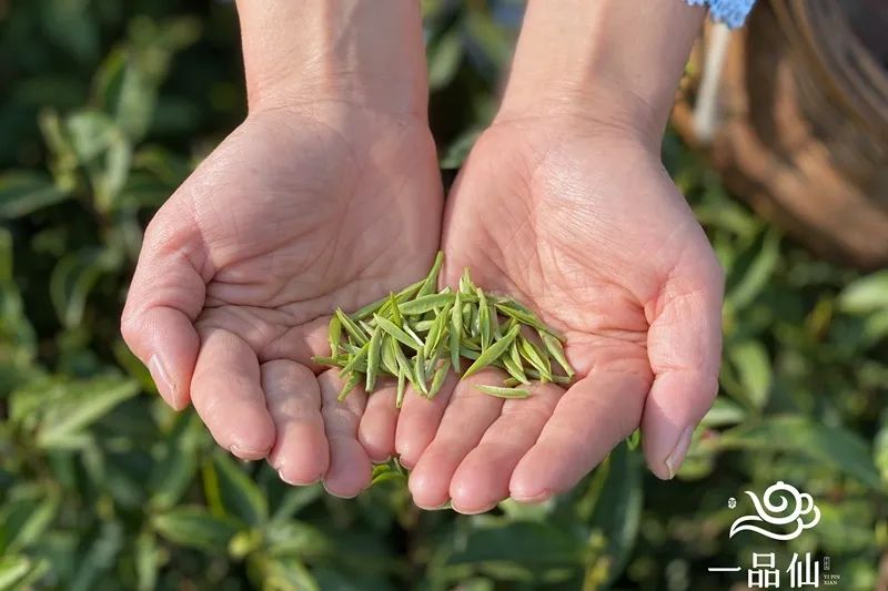 贵州省凤冈县富硒茶产品