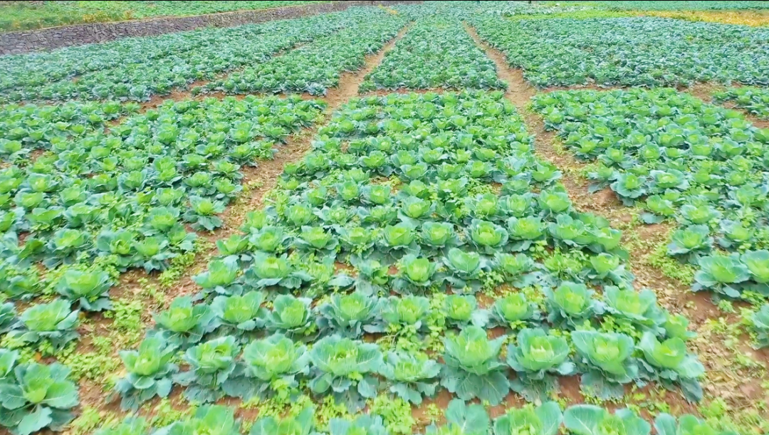 四川省富硒产品种植基地