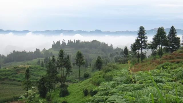 什么地方生产高山富硒茶