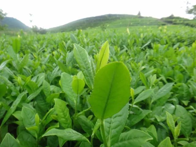 什么地方生产高山富硒茶