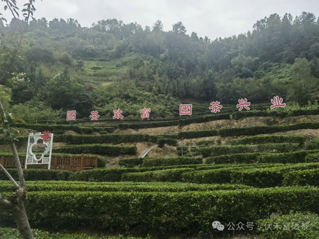 富硒茶的竞争优势和优点