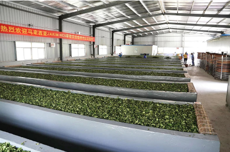 诏安八仙茶富硒一级茯茶
