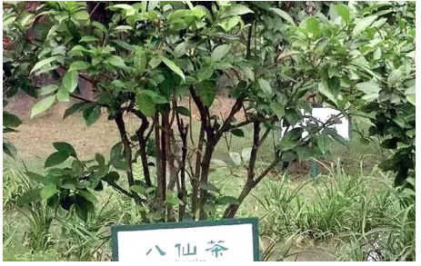 诏安八仙茶富硒一级茯茶