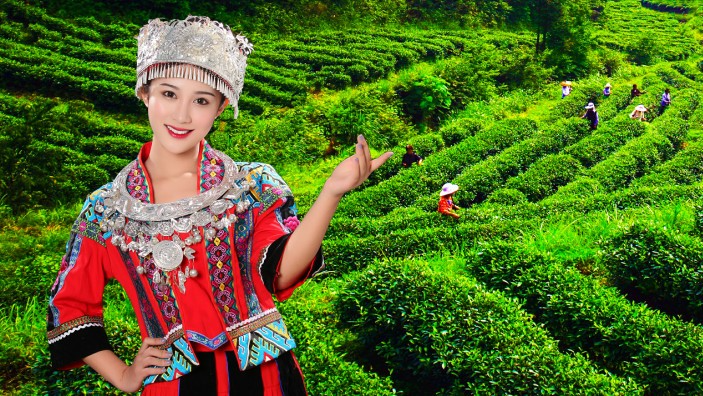原生富硒茶 红茶 黄茶