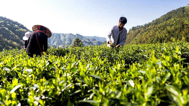 原生富硒茶 红茶 黄茶