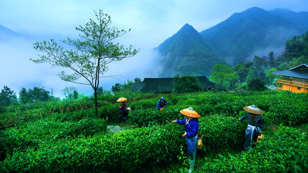 原生富硒茶 红茶 黄茶