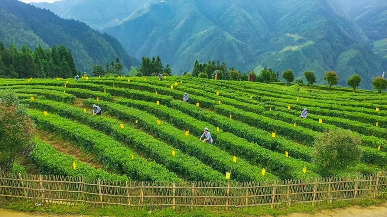 原生富硒茶 红茶 黄茶