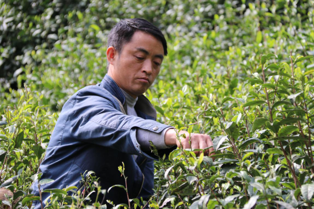 世界硒源富硒茶乡有哪些