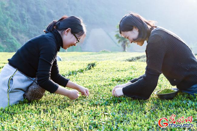 湖北富硒贡茶属于什么茶