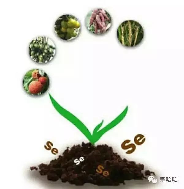 富硒茶中的硒指的是什么