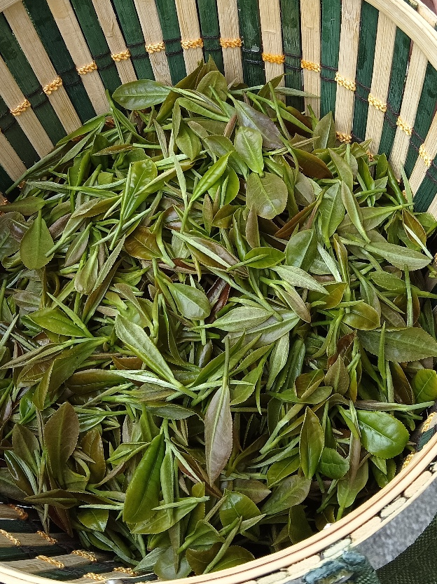 富硒茶加工工序流程视频