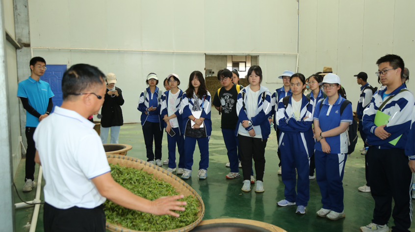 富硒茶加工工序流程视频