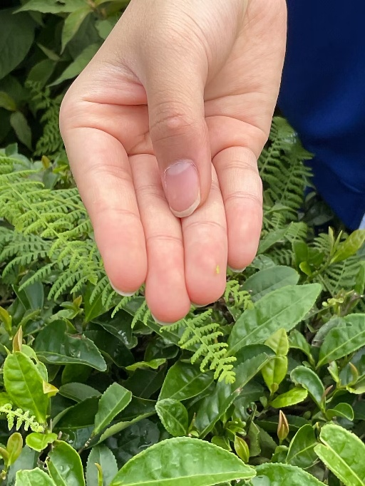 富硒茶加工工序流程视频