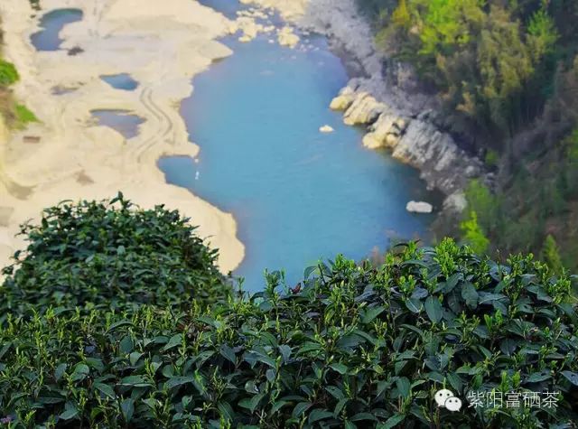西安紫阳富硒茶销售地址