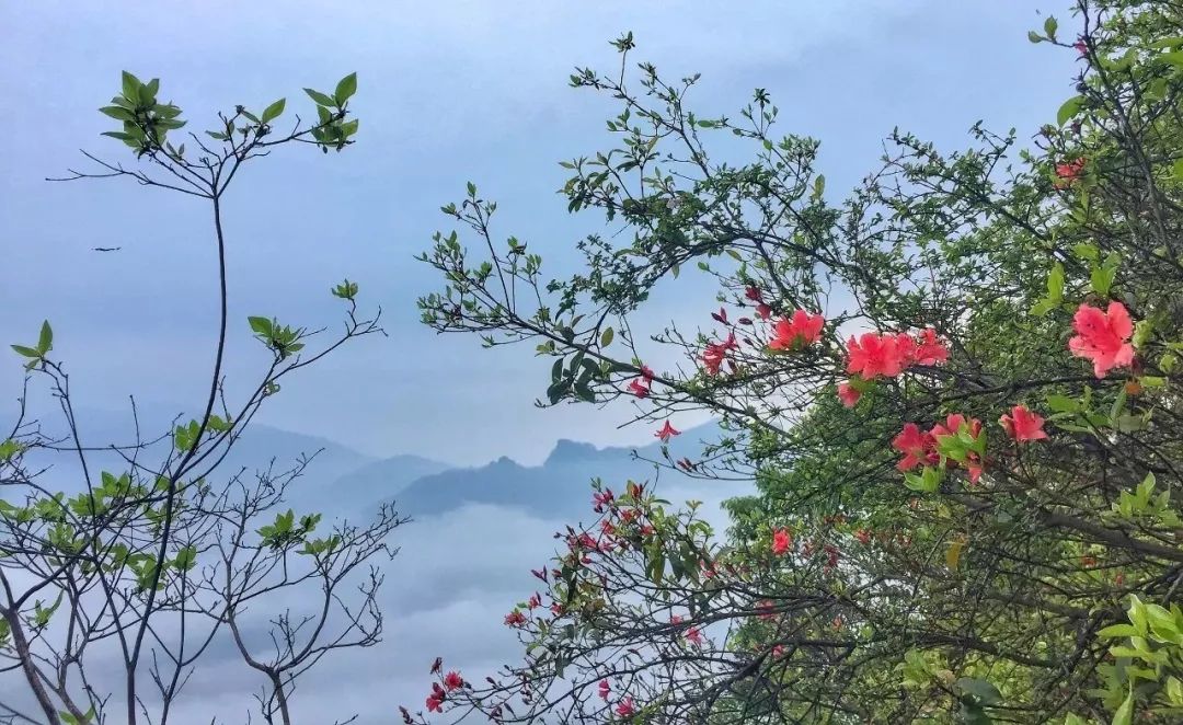 紫阳明前富硒茶2022