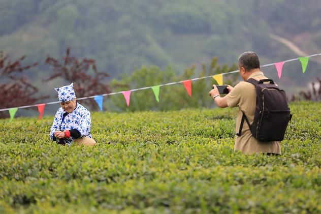 紫阳明前富硒茶2022