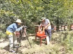 紫阳富硒茶采摘现场视频