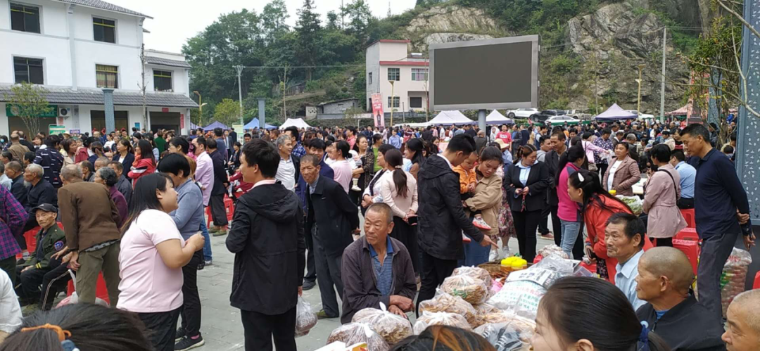 紫阳富硒茶采摘现场视频