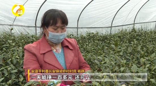 紫阳富硒茶采摘现场视频