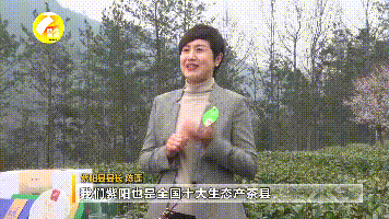 紫阳富硒茶采摘现场视频