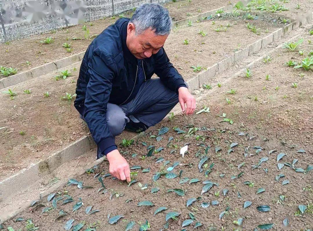 安康富硒茶产业发展意义