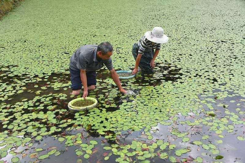 北京富硒茶恩施玉露价格