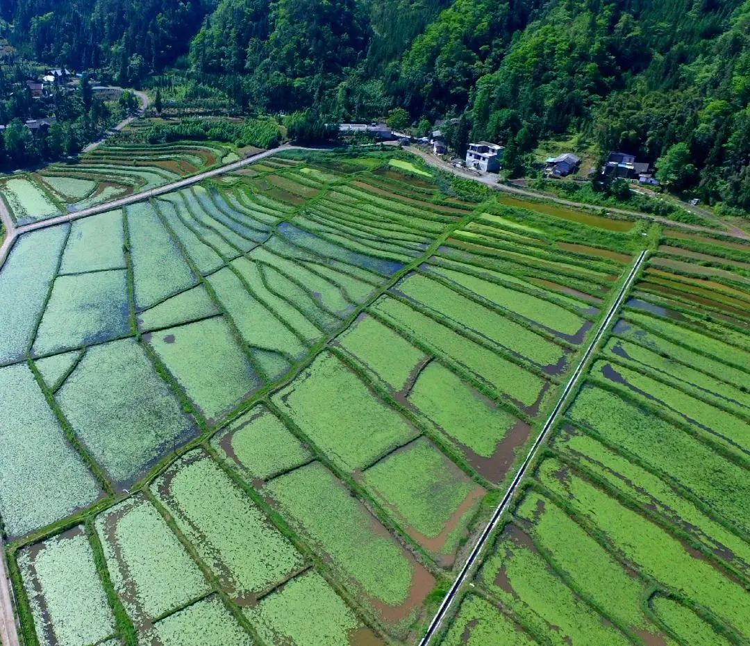 北京富硒茶恩施玉露价格