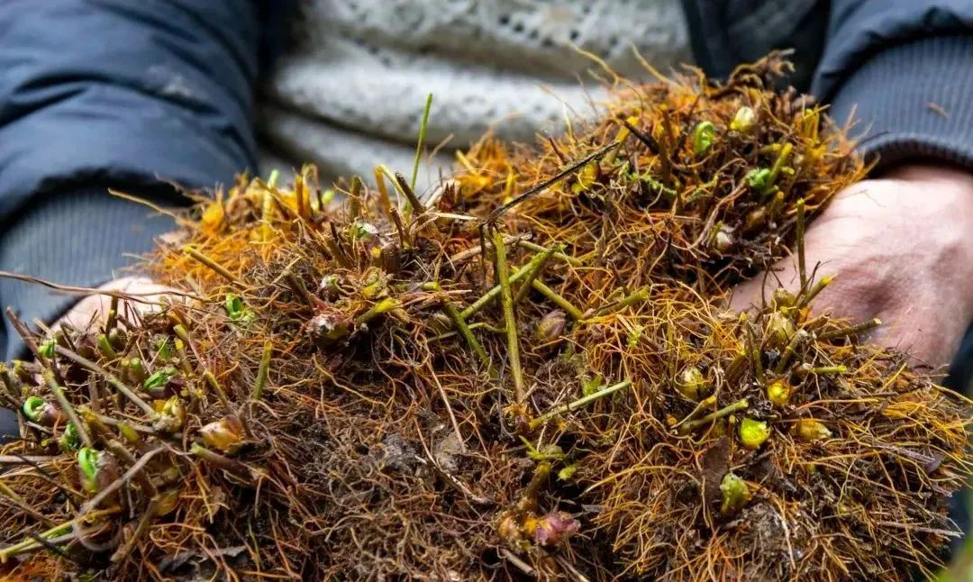 北京富硒茶恩施玉露价格